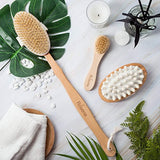 Dry Brushing Body Brush Set - Best for Cellulite, Lymphatic Drainage & Skin Exfoliating - Natural Bristle Spa Kit - Long Handle Back Scrubber, Massager & Face Exfoliator for Radiant Skin