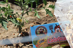 150 Live Ladybugs - Good Bugs - Ladybugs - Guaranteed Live Delivery!